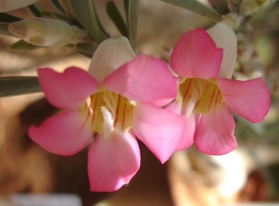Adenium oleifolium twisted stamens